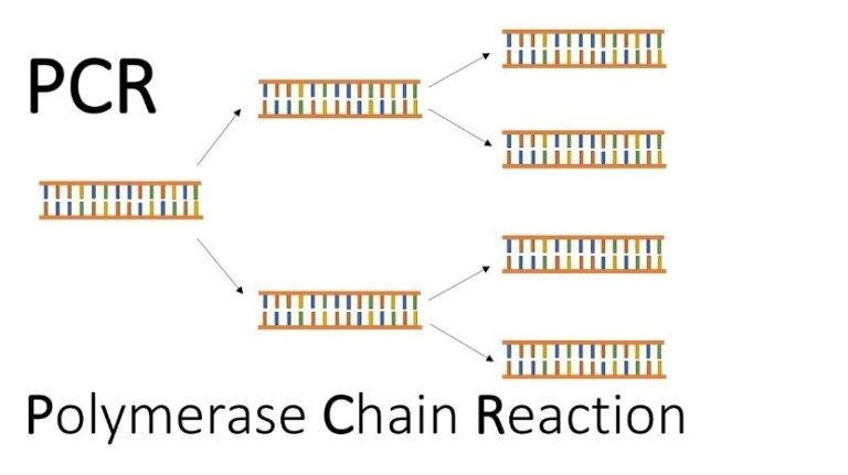 Project Pcr Gene Therapy Investigatory Project PDF class 12: Download Now