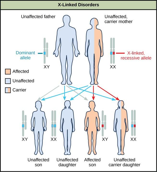 Gene Therapy Investigatory Project Pdf Class 12 Download Now